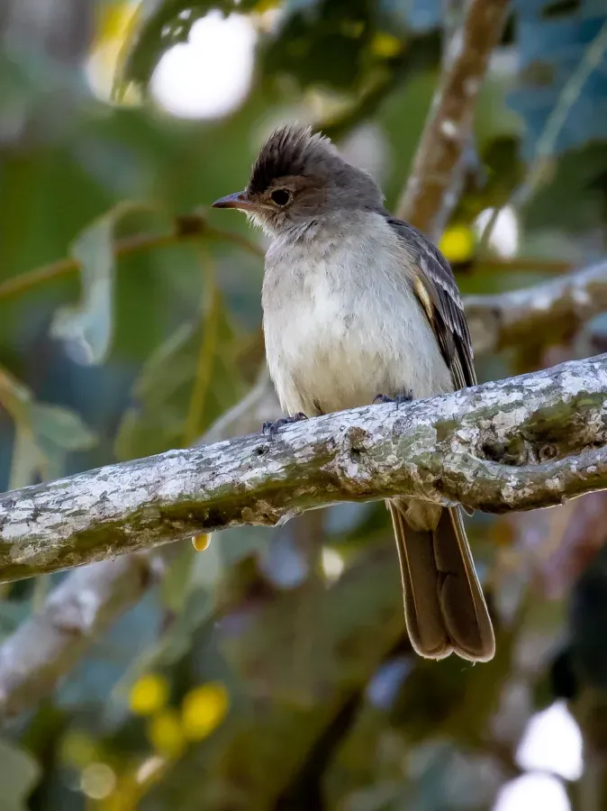 File:Elaenia pelzelni - Brownish elaenia, Iranduba, Amazonas, Brazil.jpg