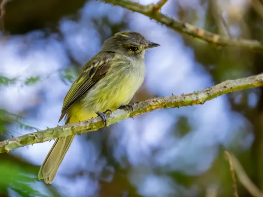 File:Myiopagis flavivertex - Yellow-crowned elaenia, Iranduba, Amazonas, Brazil.jpg