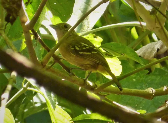 File:Checker-throated Antwren Epinecrophylla fulviventris - Flickr - gailhampshire.jpg
