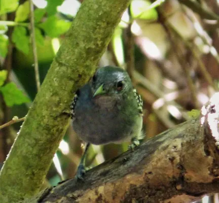 File:Slaty Antwren Myrmotherula schisticolor - Flickr - gailhampshire.jpg