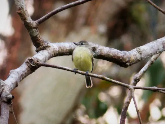 File:Sepia-capped Flycatcher Leptopogon amaurocephalus - Flickr - gailhampshire.jpg