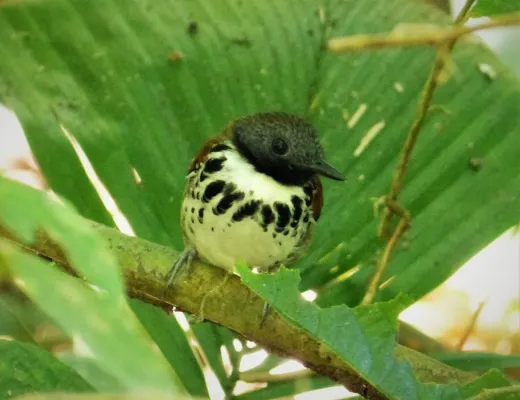 File:Spotted Antbird. Hylophylax naevioides - Flickr - gailhampshire.jpg