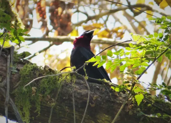 File:Purple-throated Fruitcrow. Querula purpurata - Flickr - gailhampshire.jpg