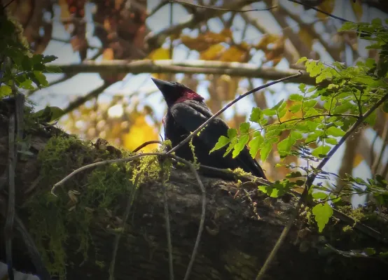 File:Purple-throated Fruitcrow. Querula purpurata - Flickr - gailhampshire (1).jpg