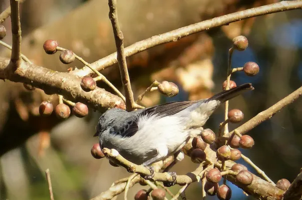 File:Plain-colored Tanager. Tangara inornata - Flickr - gailhampshire.jpg