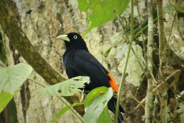 File:Red-rumped Cacique. Cacicus haemorrhous - Flickr - gailhampshire.jpg