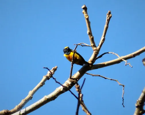 File:Fulvous-vented Euphonia. Euphonia fulvicrissa - Flickr - gailhampshire.jpg