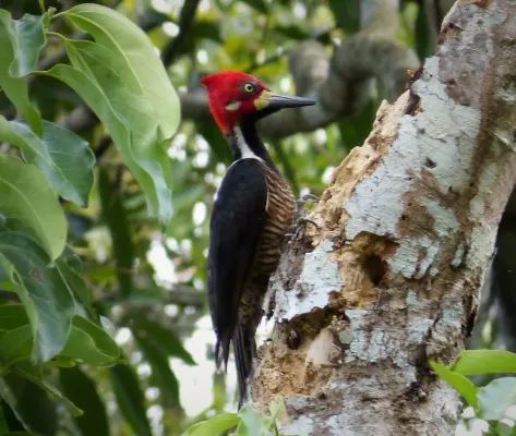 File:Crimson-crested Woodpecker. Campephilus melanoleucos - Flickr - gailhampshire.jpg