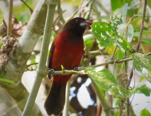 File:Crimson -backed Tanager. Ramphocelus dimidiatus - Flickr - gailhampshire.jpg