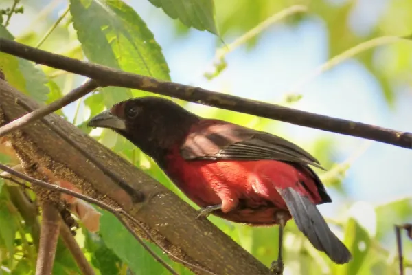 File:Crimson-backed Tanager. Ramphocelus dimidiatus - Flickr - gailhampshire.jpg