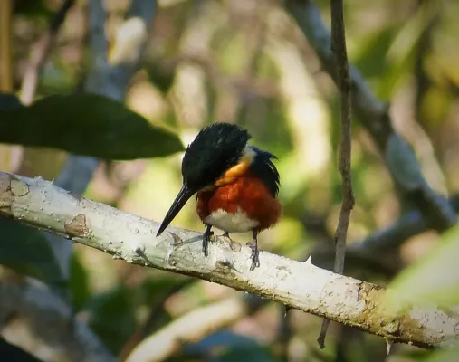 File:American Pygmy Kingfisher. Chloroceryle aenea - Flickr - gailhampshire.jpg