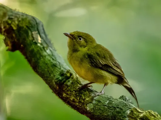 File:Pipra filicauda - Wire-tailed manakin (female), Anavilhanas islands, Novo Airão, Amazonas, Brazil.jpg