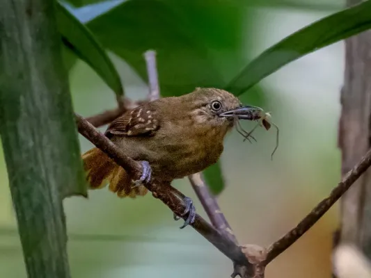 File:Epinecrophylla gutturalis - Brown-bellied Antwren (female); Manaus, Amazonas, Brazil.jpg