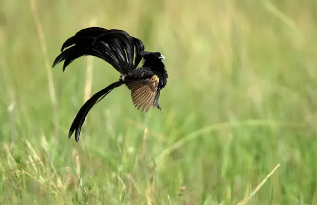 File:Jackson's Widowbird, Euplectes jacksoni.jpg