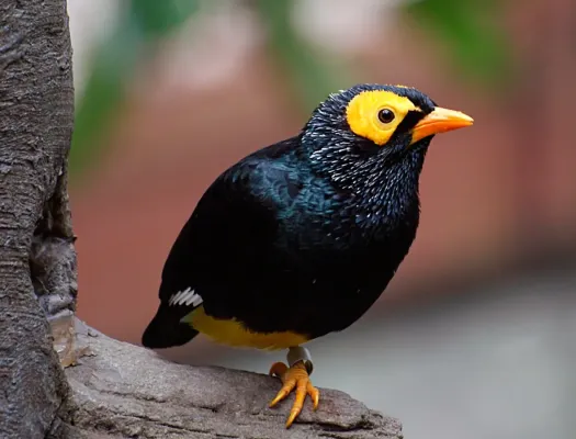 File:Yellow faced Myna (Mino dumontii) (11184702626).jpg