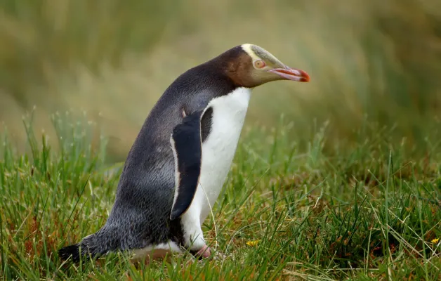 File:Yellow Eyed Penguin. (Megadyptes antipodes) (9868019174).jpg