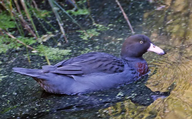 File:Blue duck whio. (Hymenolaimus malacorhynchos) (24080107077).jpg