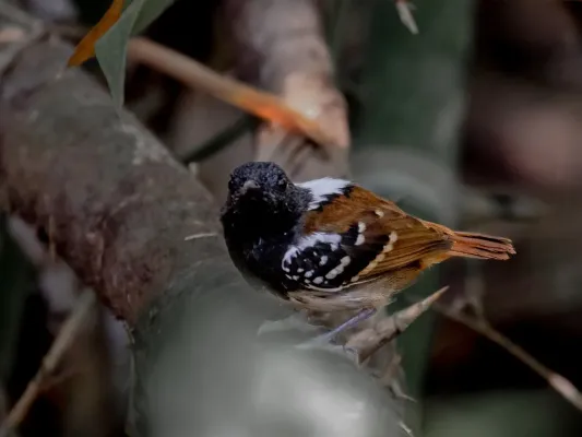 File:Sciaphylax hemimelaena1.jpg