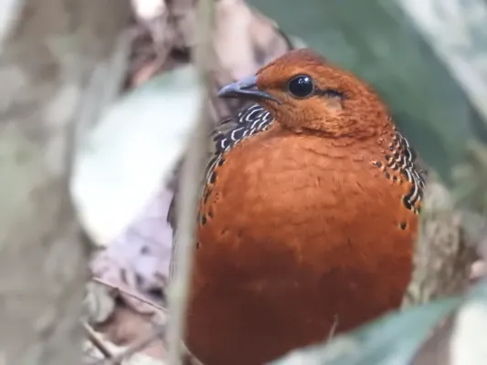File:Ferruginous Partridge Caloperdix oculeus.jpg