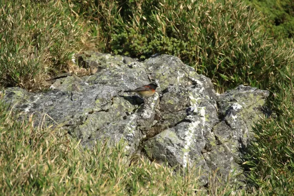 File:Morning call (Tarsiger johnstoniae at Hehuan Mountain arae) Gen-Chang HSU 026.jpg