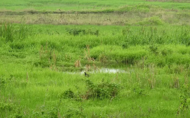 File:Watercock Gallicrex cinerea male by Dr. Raju Kasambe DSCN7229 (3).jpg