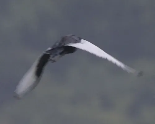 File:Bengal Florican (Houbaropsis bengalensis) 2470563799.jpg