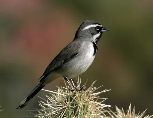 File:Amphispiza bilineataPCCA20050311-5951B.jpg