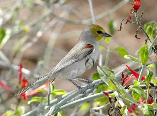 File:Auriparus flavicepsPCCA20050310-5817B.jpg