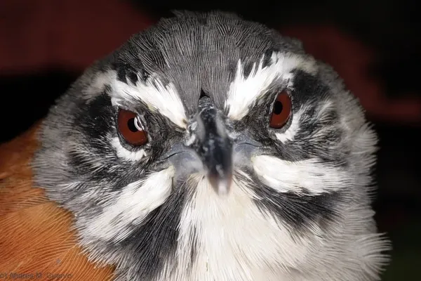 File:Pheugopedius mystacalis - Whiskered wren; Rubio, Táchira, Venezuela.jpg