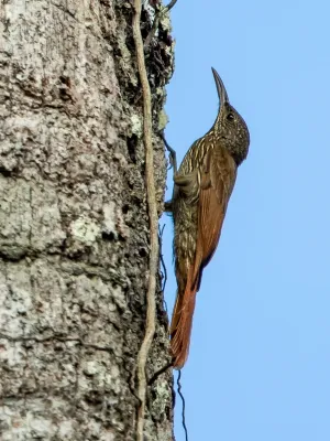 File:Lepidocolaptes albolineatus - Lineated woodcreeper, Manaus, Amazonas, Brazil.jpg