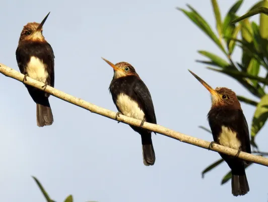 File:Brachygalba lugubris em Aruanã-Goiás-Brasil.jpg