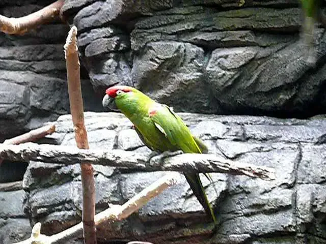 File:Rhynchopsitta pachyrhyncha -Cincinnati Zoo-6a.jpg