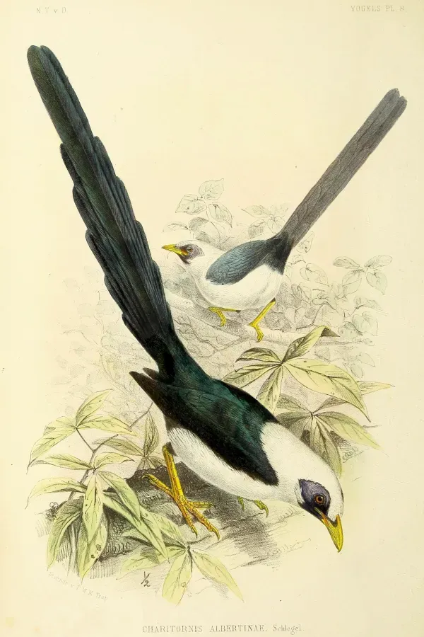 File:Streptocitta albertinae.jpg