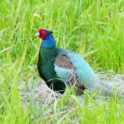 File:Phasianus versicolor -Japan -male-8.jpg