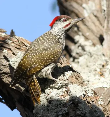 File:Golden-tailed Woodpecker - MALE, Campethera abingoni, at Borakalalo National Park, Northwest Province, South Africa, crop.jpg