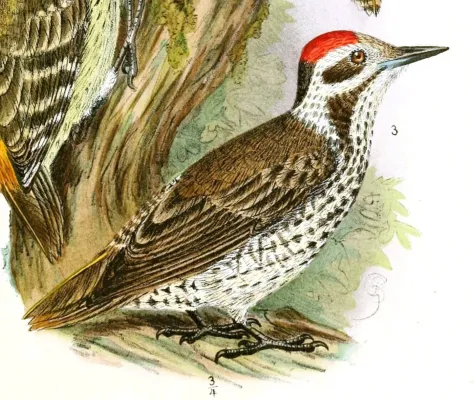 File:Die Vögel Afrikas (6425133621), Dendropicos stierlingi.jpg