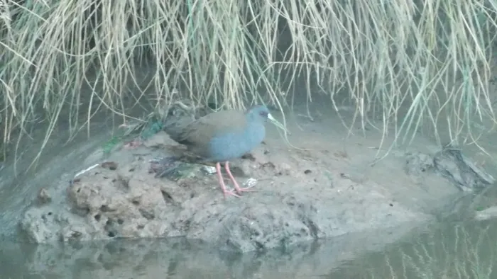 File:Pardirallus sanguinolentus lanbecki.jpg