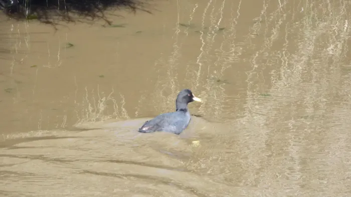 File:Fulica leucoptera.jpg