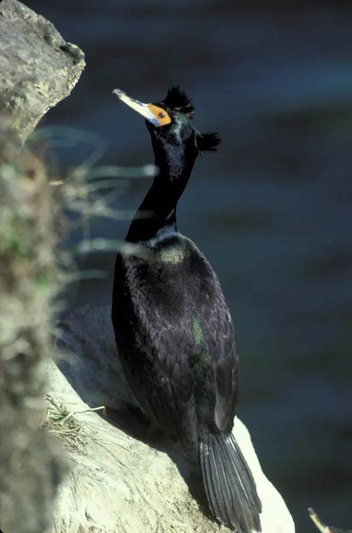 File:Phalacrocorax urile1.jpg
