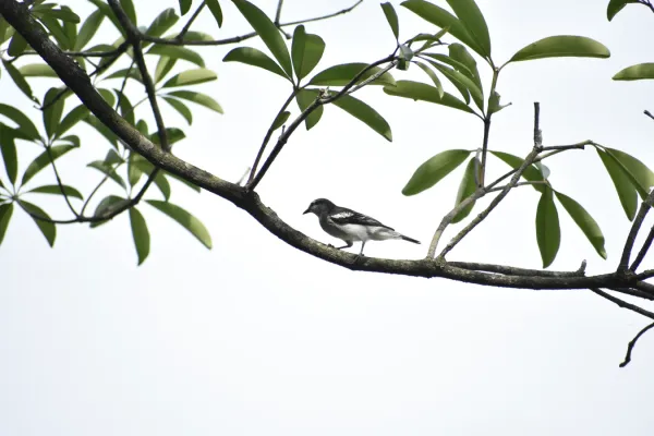 File:Lalage nigra @ PJ wetlands.jpg