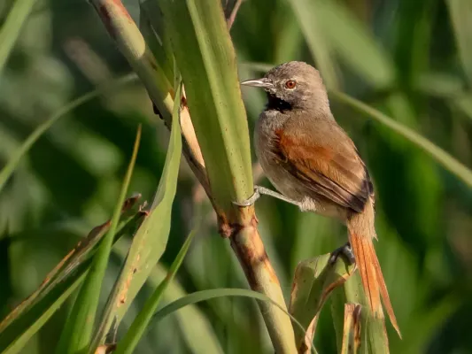 File:Mazaria propinqua - White-bellied Spinetail; Marchantaria Island, Iranduba, Amazonas, Brazil.jpg