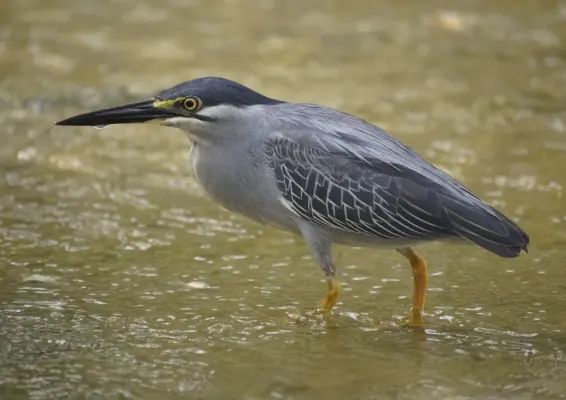 File:Butorides striata javanica @ Kuala Lumpur, Malaysia (3).jpg