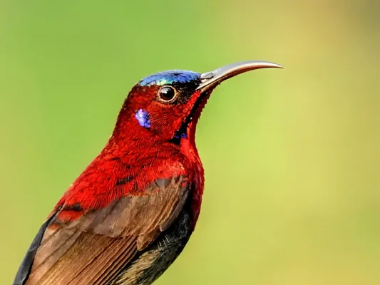 File:6. Close-up of ♂ Vigors's sunbird or western crimson sunbird (Aethopyga vigorsii) photograph by Shantanu Kuveskar.jpg