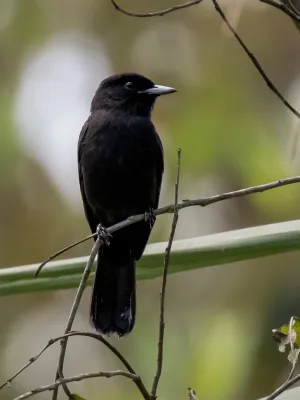 File:Knipolegus orenocensis - Riverside tyrant (male); Marchantaria island, Iranduba, Amazonas, Brazil.jpg