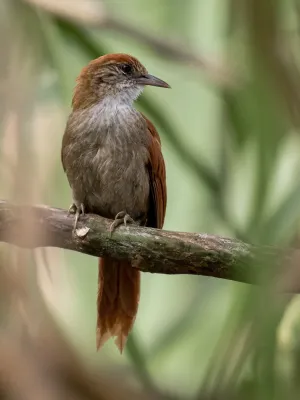 File:Cranioleuca vulpecula - Parker's spinetail; Marchantaria island, Iranduba, Amazonas, Brazil.jpg