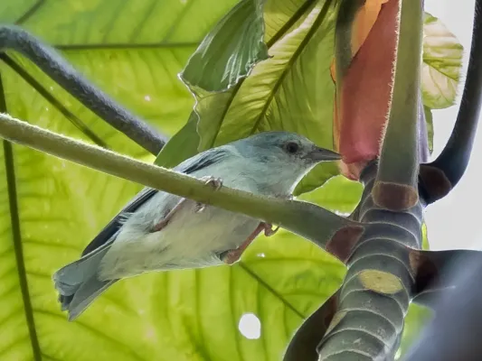 File:Conirostrum margaritae - Pearly-breasted conebill; Marchantaria island, Iranduba, Amazonas, Brazil.jpg