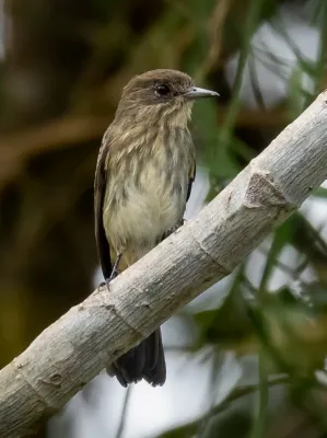 File:Knipolegus orenocensis - Riverside tyrant (female); Marchantaria island, Iranduba, Amazonas, Brazil.jpg