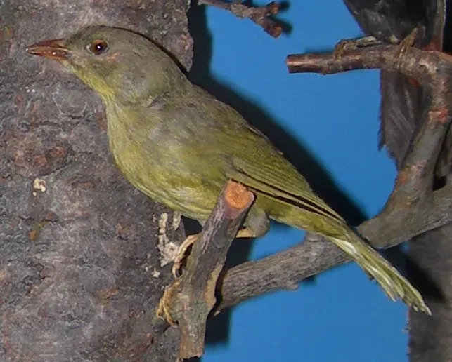 File:Orthogonys chloricterus.JPG