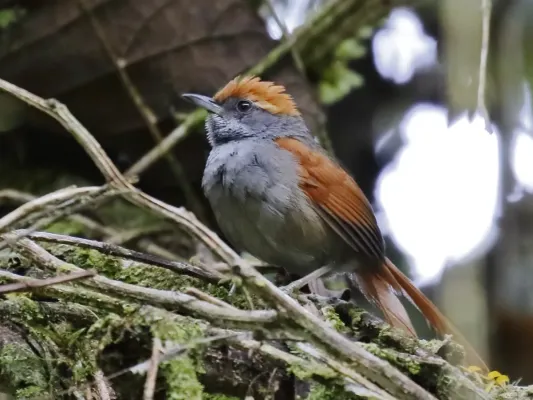 File:Synallaxis cinerea - Bahia Spinetail; Boa Nova, Bahia, Brazil.jpg