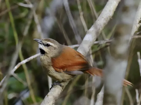File:Synallaxis scutata - Ochre-cheeked Spinetail; Poções, Bahia, Brazil.jpg